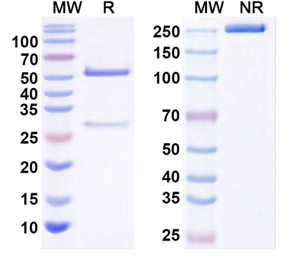 Anti-Kv2.3 K+ channel/Kv8.1 Recombinant Monoclonal Antibody (K50/36) - SDS-PAGE