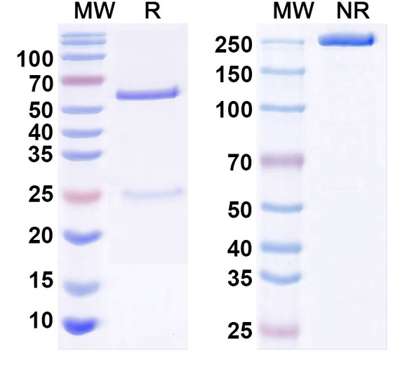 Anti-Kvbeta1.1 K+ channel Recombinant Monoclonal Antibody (K9/40) - SDS-PAGE