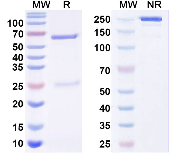 Anti-Kvbeta2 K+ channel Recombinant Monoclonal Antibody (K17/24) - SDS-PAGE