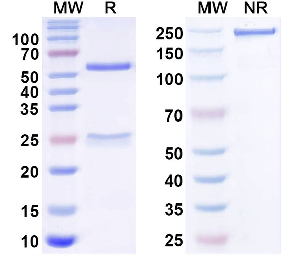 Anti-Nav1.7 Na+ channel Recombinant Monoclonal Antibody (N418/115) - SDS-PAGE