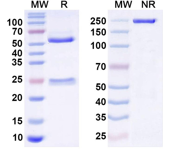 Anti-Arl13b Recombinant Monoclonal Antibody (N295B/54) - SDS-PAGE