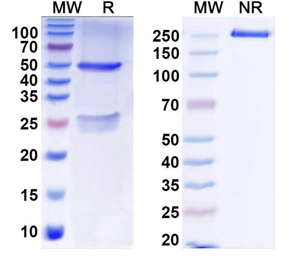 Anti-Tmem119 Recombinant Monoclonal Antibody (L128/89) - SDS-PAGE