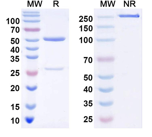 Anti-KChIP4 K+ channel Recombinant Monoclonal Antibody (N423/42) - SDS-PAGE