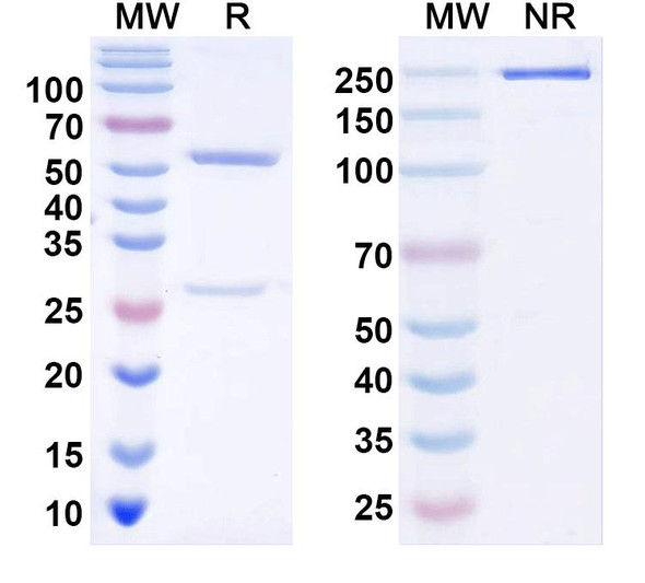 Anti-Malin Recombinant Monoclonal Antibody (N85/25) - SDS-PAGE