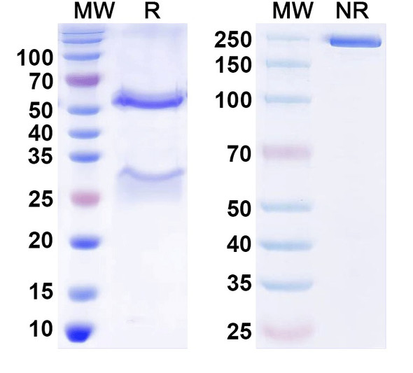 Anti-Prrt2 Recombinant Monoclonal Antibody (N485/22) - SDS-PAGE