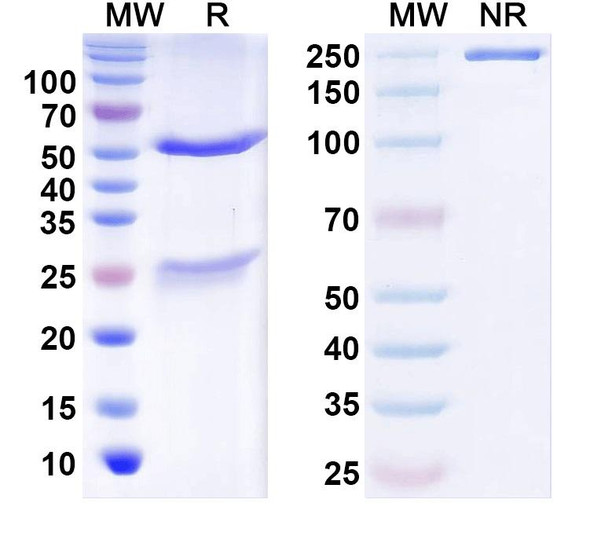 Anti-LRRTM4 Recombinant Monoclonal Antibody (N205/36) - SDS-PAGE