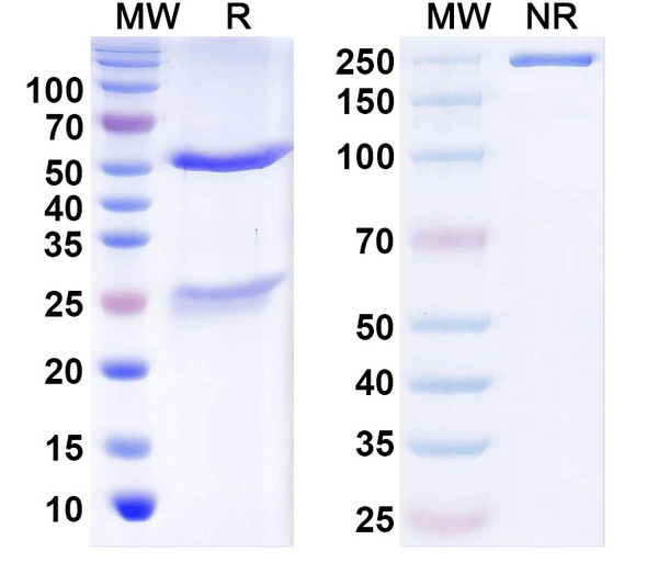 Anti-LRRTM4 Recombinant Monoclonal Antibody (N205B/22) - SDS-PAGE