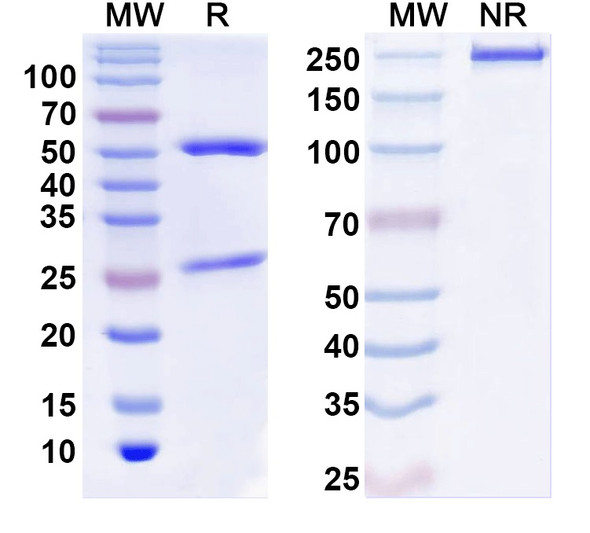 Anti-VGlut3 Recombinant Monoclonal Antibody (N34/35) - SDS-PAGE
