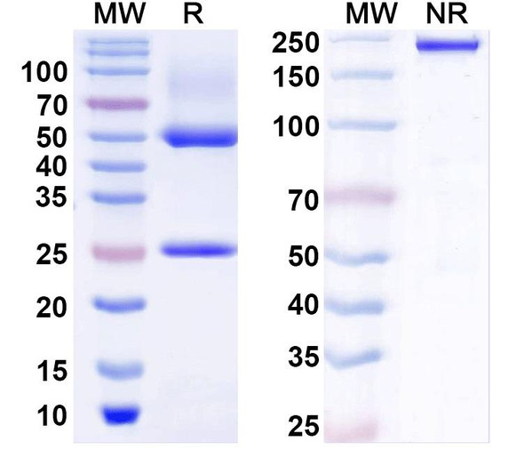 Anti-NCKX4 Recombinant Monoclonal Antibody (N414/57) - SDS-PAGE