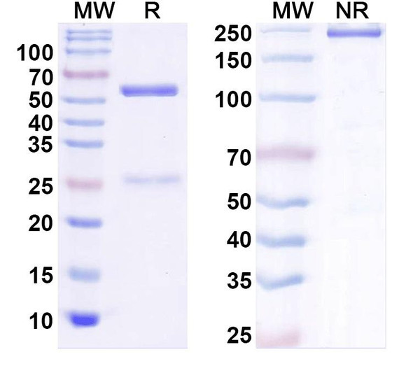 Anti-Olig1 Recombinant Monoclonal Antibody (N149/14) - SDS-PAGE