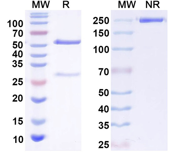 Anti-TRPML3/Mucolipin-3 Recombinant Monoclonal Antibody (N268/41) - SDS-PAGE