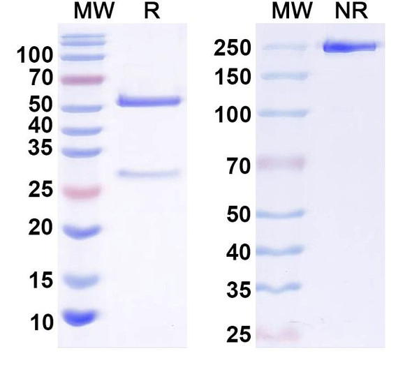 Anti-Kv6.4 K+ channel Recombinant Monoclonal Antibody (N458/42) - SDS-PAGE
