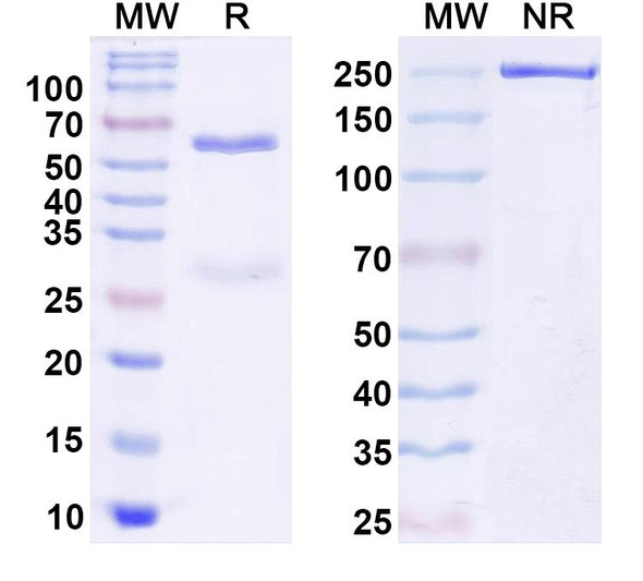 Anti-Stonin-2 Recombinant Monoclonal Antibody (N346/2) - SDS-PAGE