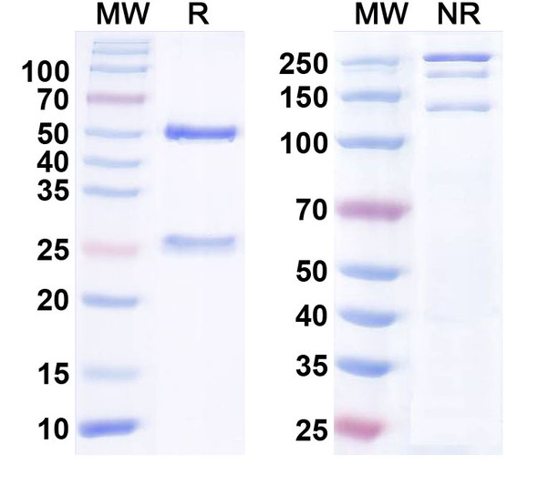 Anti-NrCAM Recombinant Monoclonal Antibody (N343/27) - SDS-PAGE