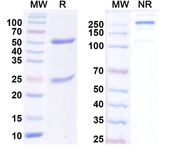 Anti-Kv2.2 K+ channel Recombinant Monoclonal Antibody (N372C/51) - SDS-PAGE