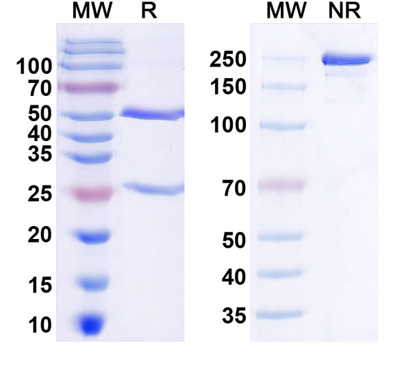 Anti-MHC class I Recombinant Monoclonal Antibody (N163/3) - SDS-PAGE