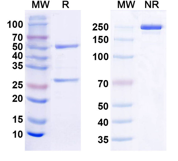 Anti-Histone H1.2 Recombinant Monoclonal Antibody (N287/65) - SDS-PAGE