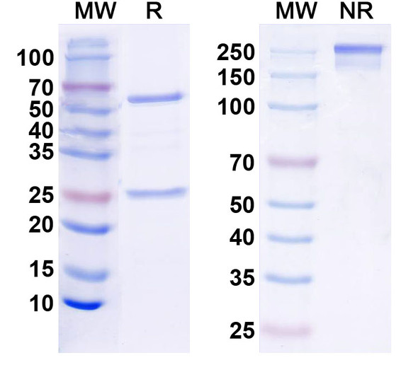 Anti-Pancortin Recombinant Monoclonal Antibody (K97/15) - SDS-PAGE