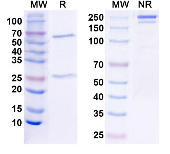 Anti-Kv3.2 K+ channel Recombinant Monoclonal Antibody (N410/94) - SDS-PAGE
