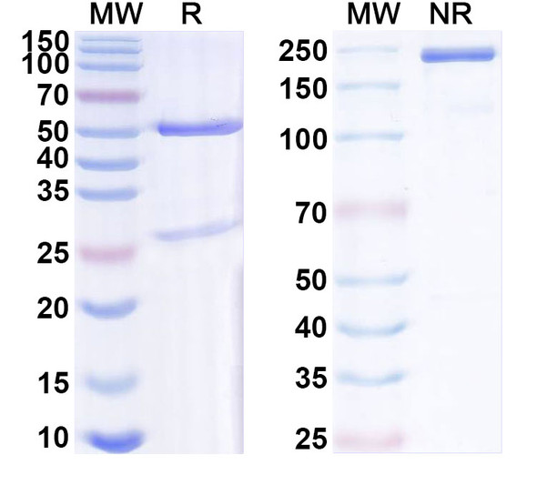 Anti-QKI-7 Recombinant Monoclonal Antibody (N183/15) - SDS-PAGE