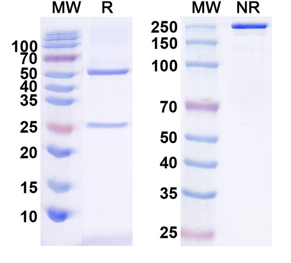 Anti-Pannexin-1 Recombinant Monoclonal Antibody (N122A/17) - SDS-PAGE