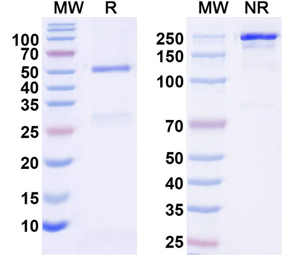 Anti-Kv9.3 K+ channel Recombinant Monoclonal Antibody (N482/89) - SDS-PAGE