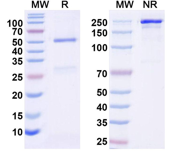 Anti-Synaptotagmin-3 Recombinant Monoclonal Antibody (N278/11) - SDS-PAGE