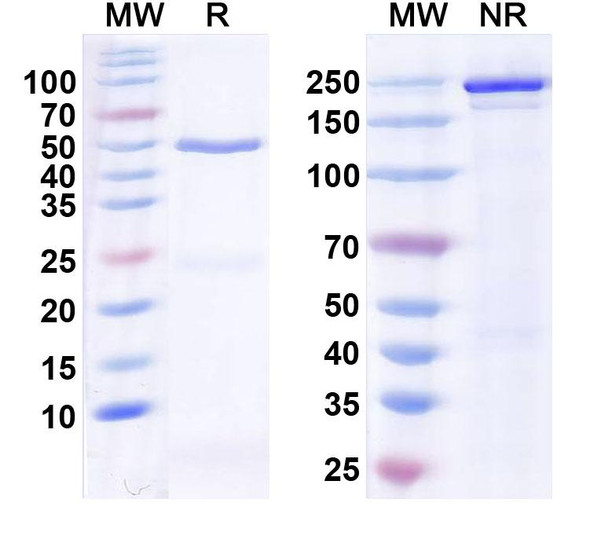 Anti-Botch Recombinant Monoclonal Antibody (N116/10) - SDS-PAGE