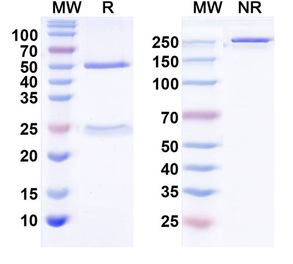 Anti-MFF Recombinant Monoclonal Antibody (N382/74) - SDS-PAGE