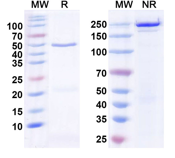 Anti-SNAT1 Recombinant Monoclonal Antibody (N104/37) - SDS-PAGE