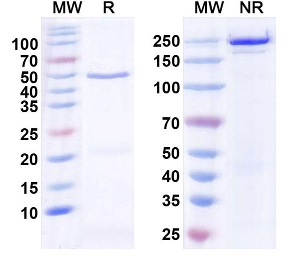 Anti-SK2 K+ channel Recombinant Monoclonal Antibody (K78/23) - SDS-PAGE