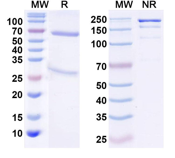 Anti-VGAT Recombinant Monoclonal Antibody (L118/80) - SDS-PAGE