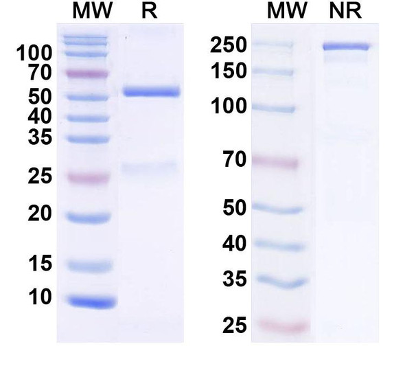 Anti-THIK-2 K+ channel Recombinant Monoclonal Antibody (N468/39) - SDS-PAGE