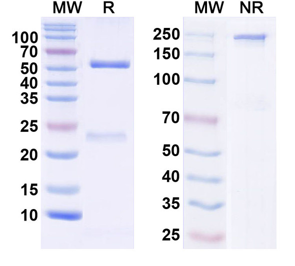 Anti-NCKX3 Recombinant Monoclonal Antibody (N438/31) - SDS-PAGE