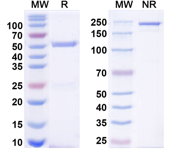 Anti-Gephyrin Recombinant Monoclonal Antibody (L106/83) - SDS-PAGE