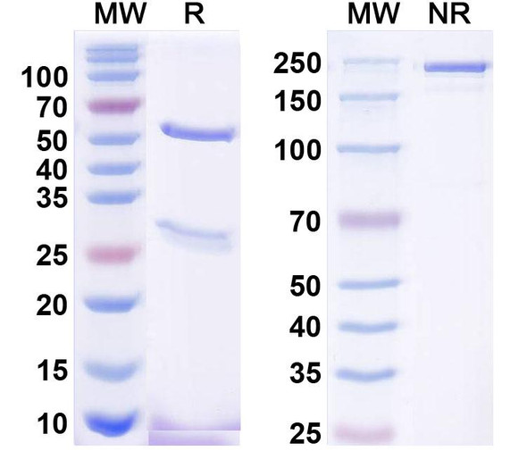 Anti-Zinedin Recombinant Monoclonal Antibody (K88/26) - SDS-PAGE