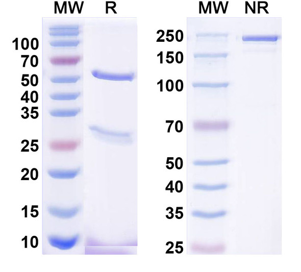 Anti-Zinedin Recombinant Monoclonal Antibody (K88/64) - SDS-PAGE