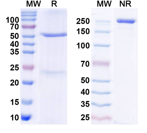 Anti-THAP1 Recombinant Monoclonal Antibody (N325B/65) - SDS-PAGE
