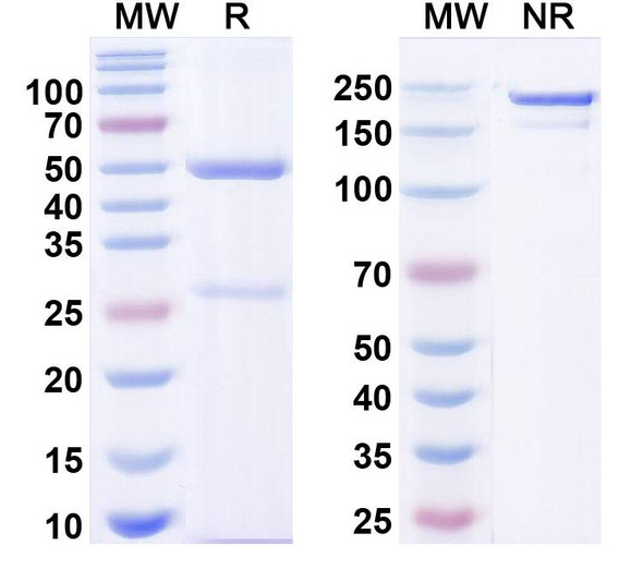 Anti-Nav1.3 Na+ channel Recombinant Monoclonal Antibody (N45B/45) - SDS-PAGE