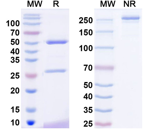 Anti-Neuroligin-3 Recombinant Monoclonal Antibody (N110/5) - SDS-PAGE