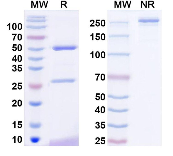 Anti-Neuroligin-3 Recombinant Monoclonal Antibody (N110/5) - SDS-PAGE