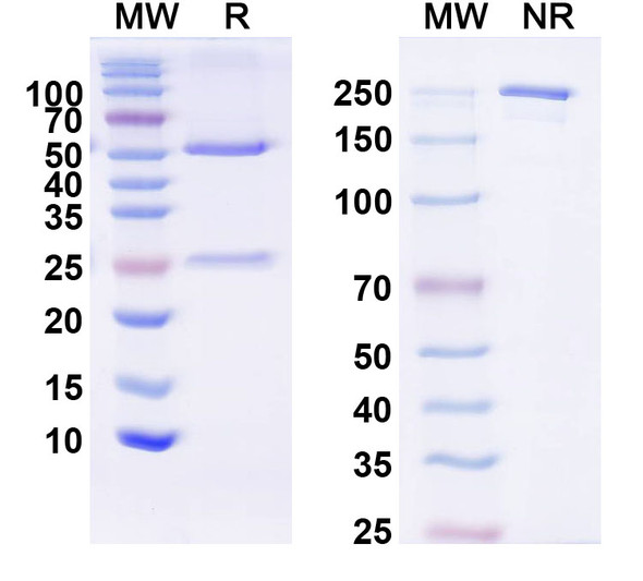 Anti-KChIP1 K+ channel Recombinant Monoclonal Antibody (K59/19) - SDS-PAGE