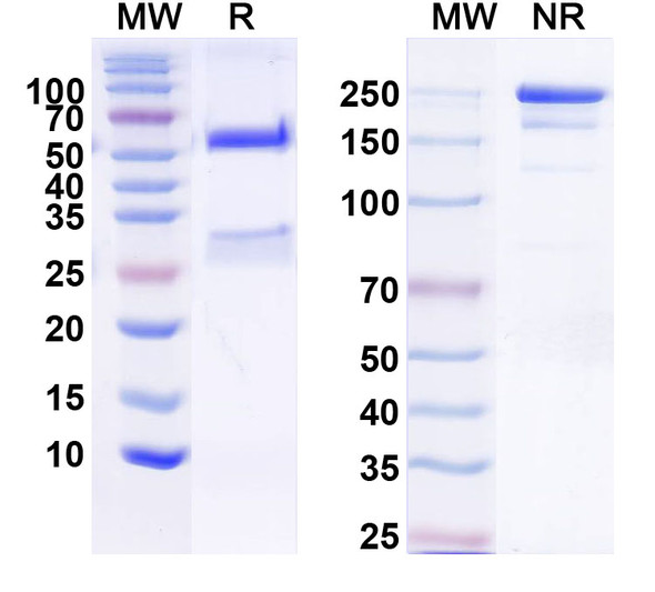 Anti-Kv4.2 K+ channel Recombinant Monoclonal Antibody (K53/33) - SDS-PAGE