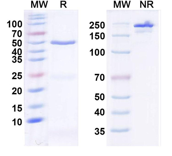 Anti-HCN3 Recombinant Monoclonal Antibody (N141/16) - SDS-PAGE
