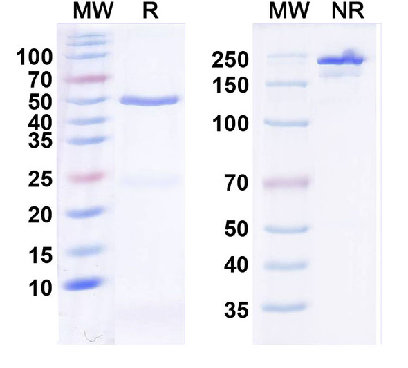 Anti-HCN3 Recombinant Monoclonal Antibody (N141/21) - SDS-PAGE