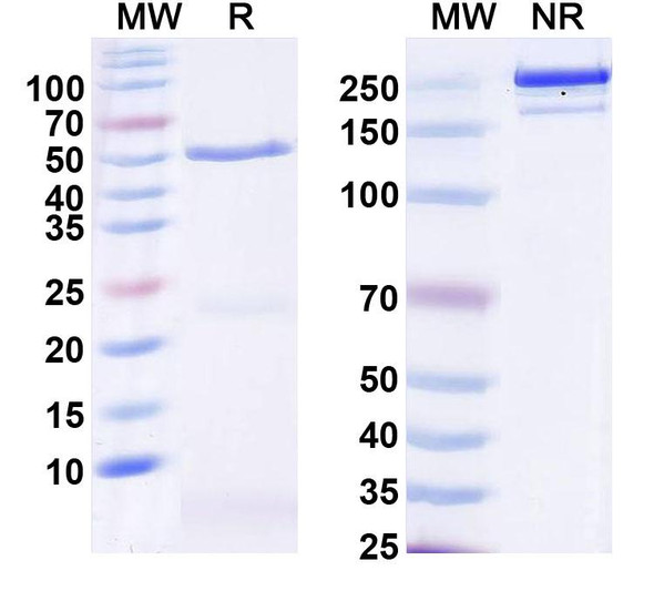 Anti-Neurexin-1 Recombinant Monoclonal Antibody (N239A/3) - SDS-PAGE