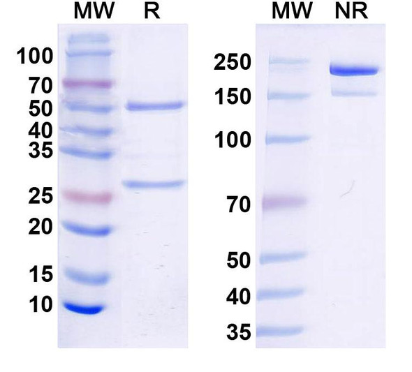 Anti-Kv9.2 K+ channel Recombinant Monoclonal Antibody (N460/88) - SDS-PAGE