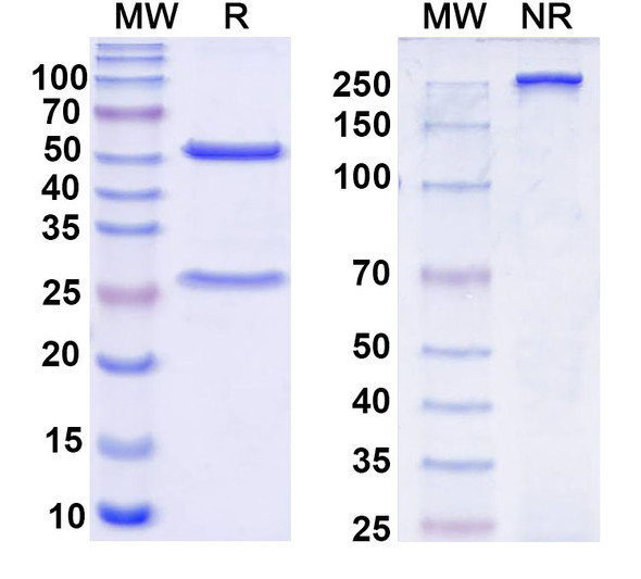 Anti-Nav1.8 Na+ channel Recombinant Monoclonal Antibody (N134/33) - SDS-PAGE
