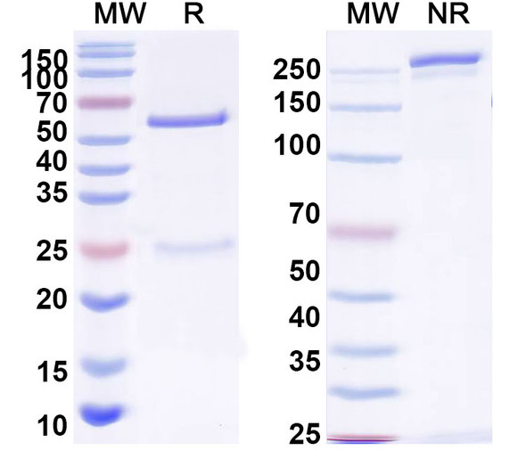 Anti-Gamma-protocadherin-A3 Recombinant Monoclonal Antibody (N144/16) - SDS-PAGE