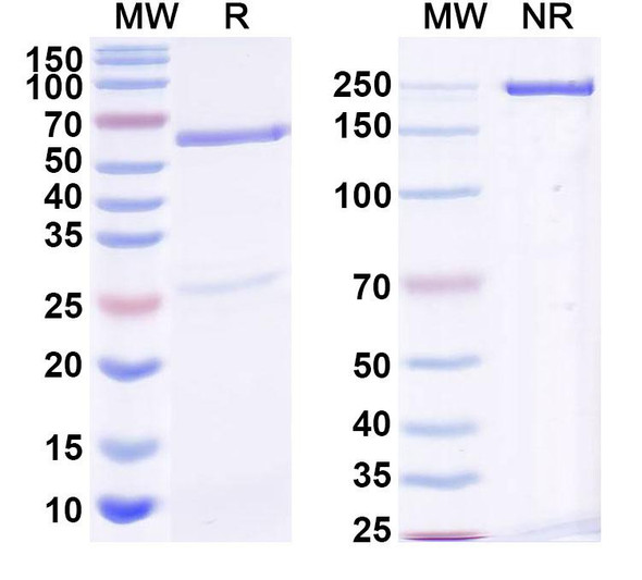 Anti-eriC1 Recombinant Monoclonal Antibody (L9/42) - SDS-PAGE